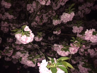 夜桜